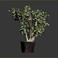 Succulent Plant with Branched Stems and Green Leaves in Brown Pot against Gray Background