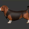 Basset Hound With Orange Brown Coat White Paws Long Ears Short Legs Curled Tail