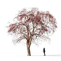 Deciduous Tree With Red Leaves And Person Standing Under Snowy Ground 3d model