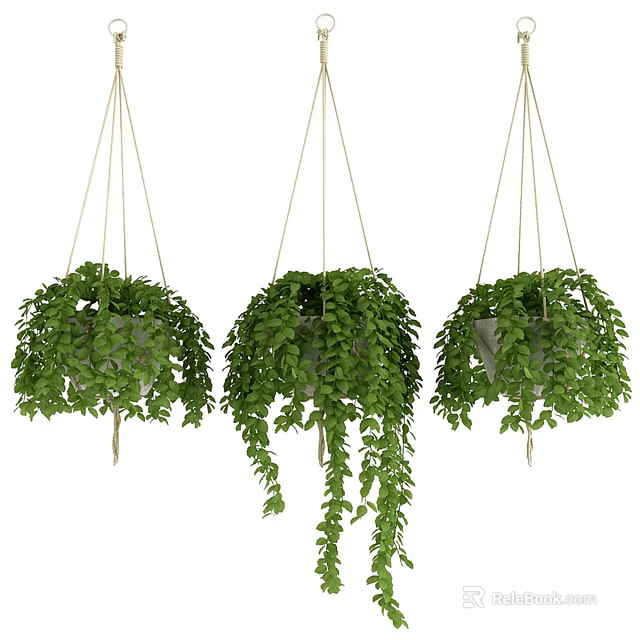 Hanging Green Plant Decor Set With Trailing Leaves And Rope For Indoor Decoration 3d model 