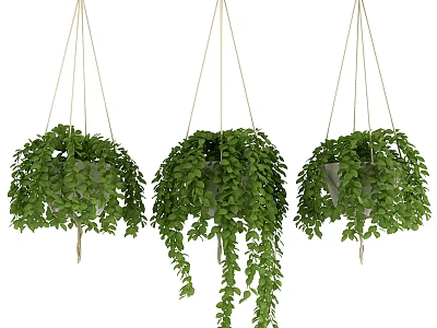 Hanging Green Plant Decor Set With Trailing Leaves And Rope For Indoor Decoration 3d model
