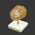 Detailed Human Brain Anatomical Model As Educational Medical Device With Display Stand