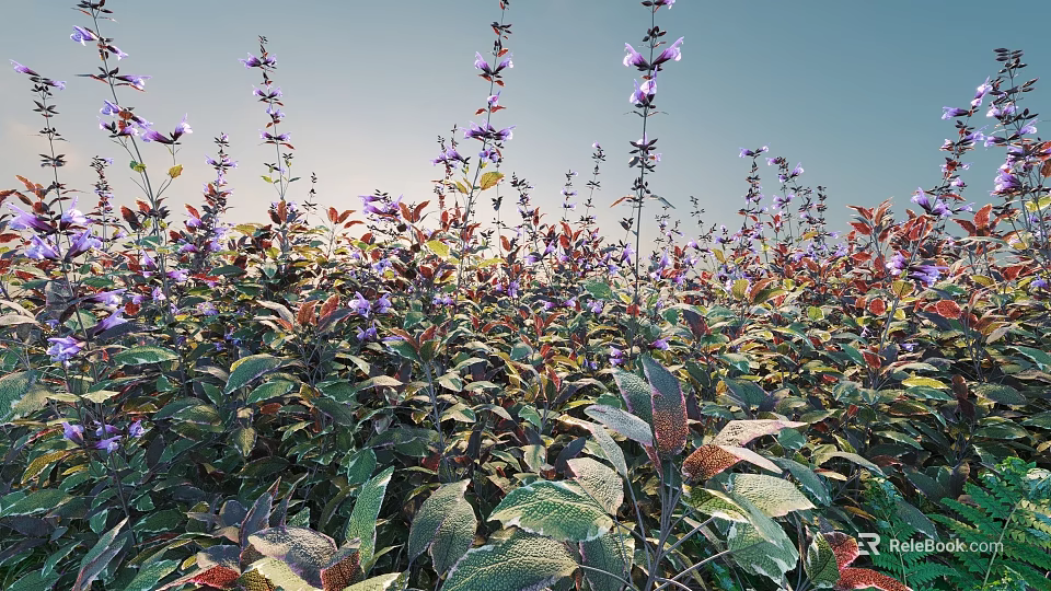 Sunlit Outdoor Garden Shrubs With Purple Flowers And Colorful Green Red Leaves 3d model 