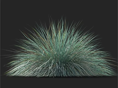 Fluffy Green Ornamental Grass Plant Studio Shot on Black Background with Soft Texture 3d model