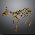Animal Skeleton 3D Model With Anatomical Structure Orange Color And Dark Background 3d model