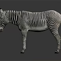 Black And White Striped Zebra Standing With Reflection On Dark Surface 3d model