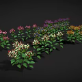 Vibrant Flowering Garden Plants with Green Leaves and White Red Clustered Flowers Against Dark Background