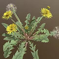 Dandelion Plant with Yellow Flowers White Fluffy Seed Heads and Green Leaves