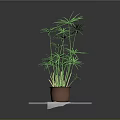 Green Leafy Potted Plant In Brown Pot On White Platform With Gray Background