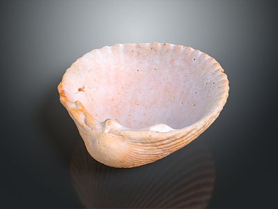 Modern shell cartoon pearl pink shell mussel 3d model