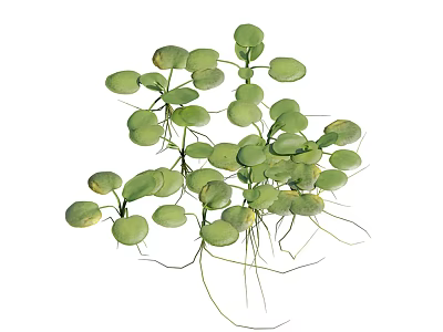Aquatic Plants With Round Green Leaves And Slender Floating Roots 3d model