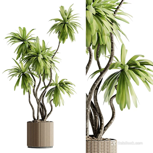 Lush Indoor Bonsai Potted Plant With Green Foliage Curved Trunks And Woven Basket 3d model 