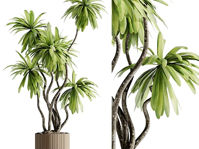 Lush Indoor Bonsai Potted Plant With Green Foliage Curved Trunks And Woven Basket 3d model