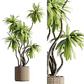 Lush Indoor Bonsai Potted Plant With Green Foliage Curved Trunks And Woven Basket