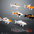 Colorful Koi Fish In White Orange Black Hues Swimming With Reflections On Water Surface