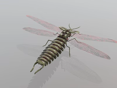 Realistic 3D Reptile Figure With Segmented Body And Transparent Wing Textures 3d model