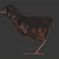 Modern bird robin bird traveling thrush Eurasian robin 3d model
