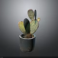 Colorful Iridescent Cactus Plant In Textured Pot With Spotted Pads And Shiny Surface