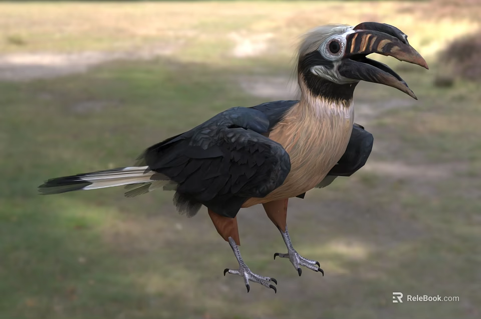 Black Brown And White Hornbill With Large Curved Beak Standing On Grassy Ground 3d model 