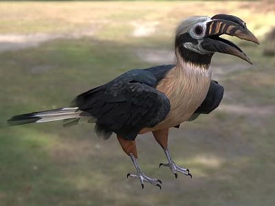 Black Brown And White Hornbill With Large Curved Beak Standing On Grassy Ground 3d model