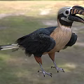 Black Brown And White Hornbill With Large Curved Beak Standing On Grassy Ground