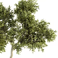 Decorative Olive Tree Bonsai Plants in Black Vertical Striped Square Pots