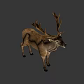 Brown Deer With Large Antlers Standing Against Black Background 3d model