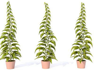 indoor plants potted 3d model indoor plants potted 3d model