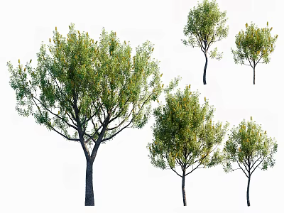 Arbor Trees With Green Foliage Yellow Flower Spikes And Dark Trunks In Various Sizes 3d model