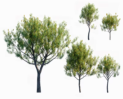 Arbor Trees With Green Foliage Yellow Flower Spikes And Dark Trunks In Various Sizes 3d model