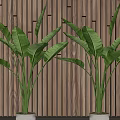 Large Indoor Potted Green Plants With Broad Leaves In White Ceramic Planters For Modern Home Decor