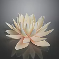 Elegant Light Pink Lotus Flower With Delicate Creamy Petals And Dark Background Reflection
