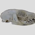 Detailed Animal Skull With Natural Bone Texture Surface Markings And Visible Teeth