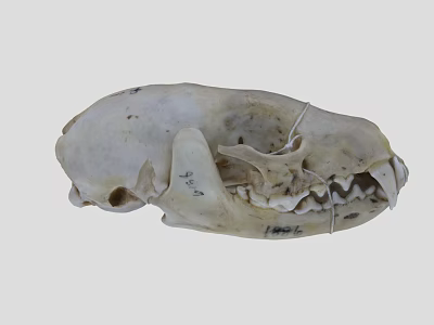 Fishermink skull animal skull fossil taxidermy museum collection skeleton 3d model