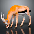 Orange white antelope with long horns black patches lowering head on dark surface reflection 3d model