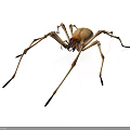 Detailed View of Tan Spider with Long Slender Legs on White Background