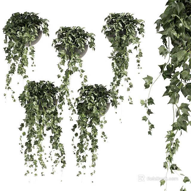 Hanging Vines Potted Plants with Lush Trailing Leaves and Green Foliage 3d model 