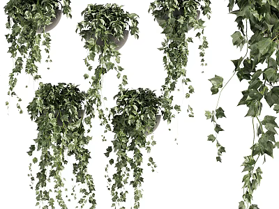 Hanging Vines Potted Plants with Lush Trailing Leaves and Green Foliage 3d model