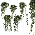 Hanging Vines Potted Plants with Lush Trailing Leaves and Green Foliage