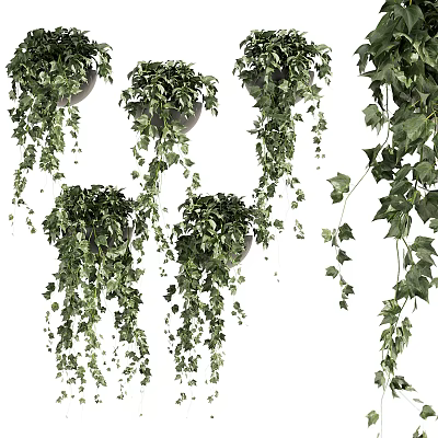Hanging Vines Potted Plants with Lush Trailing Leaves and Green Foliage 3d model