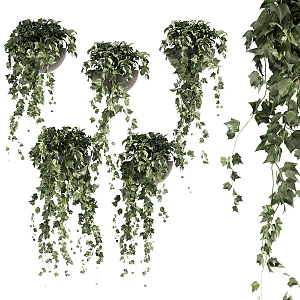 Modern Vine Indoor Hanging Ivy 3d model