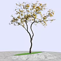 Tall Curved Trunk Tree With Vibrant Yellow Leaves Under Blue Sky