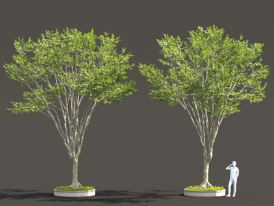 Two Arbor Trees with Green Leaves and Light Trunks on Circular Planters with Human Figure 3d model
