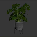 Monstera Plant with Large Green Leaves in Concrete Pot on Metal Stand