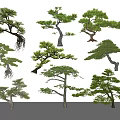Various Shaped Garden Trees With Natural Green Foliage And Unique Trunks