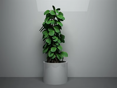 Green Leafy Potted Plant In White Cylindrical Pot For Modern Indoor Decor 3d model