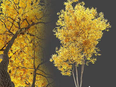 Golden Autumn Arbor With Lush Yellow Leaves And Tall Trunk Structure 3d model