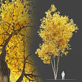 Golden Autumn Arbor With Lush Yellow Leaves And Tall Trunk Structure