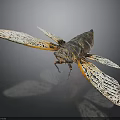 Cicada Insect With Patterned Wings Dark Body And Orange Edges On Reflective Surface