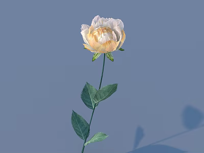 White and Pale Yellow Flower with Green Stem Leaves on Light Blue Background and Shadow 3d model
